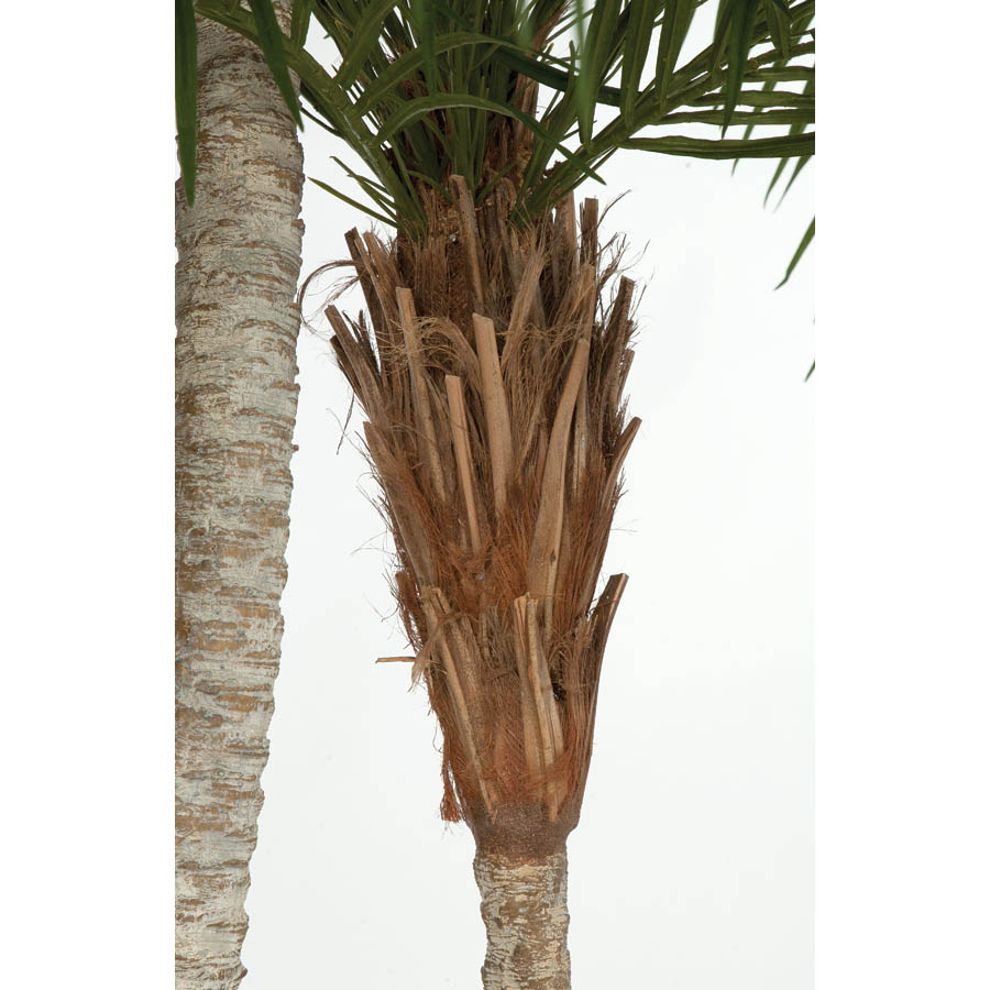 8-5-foot-double-trunk-phoenix-palm-tree-potted-p-142220-autograph