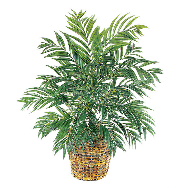 2-5-foot-butterfly-palm-potted-1100-flowers-royale