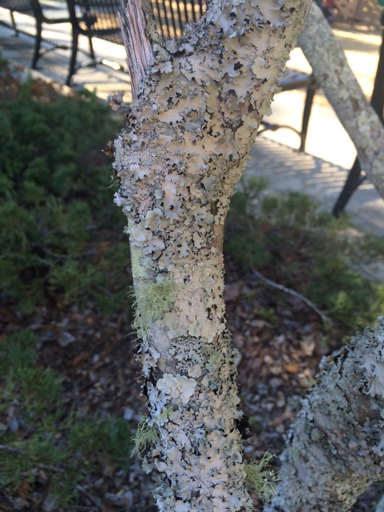 Lichen