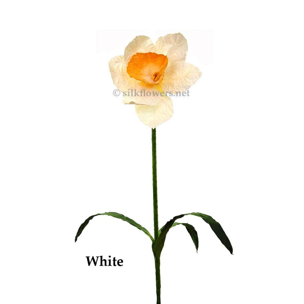 White Daffodil