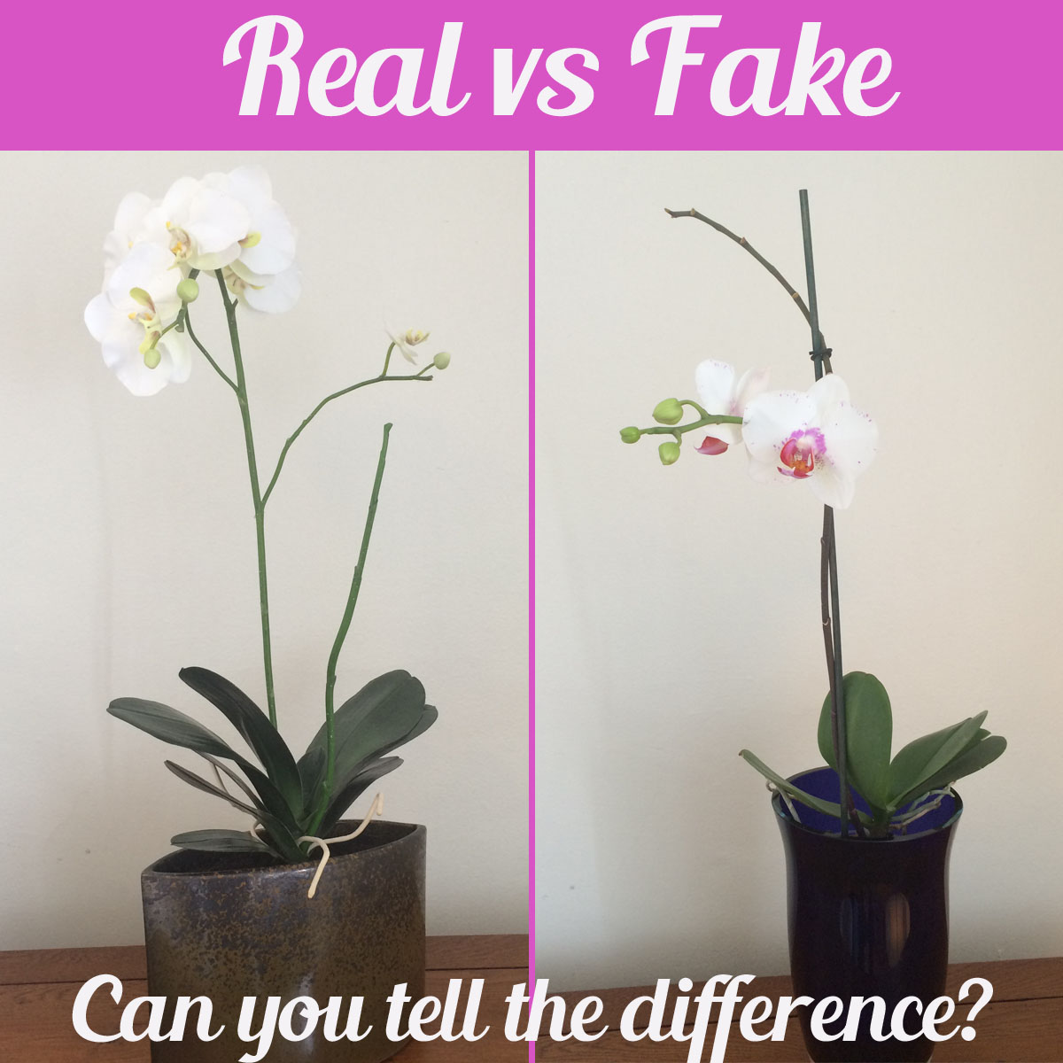 Orchids: Real Vs. Fake