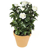 24 inch Artificial Outdoor White Gardenia Bush: Unpotted