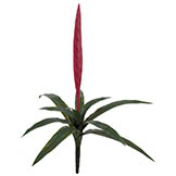 27 inch Outdoor Fuchsia Vriesea Splendens Bromeliad