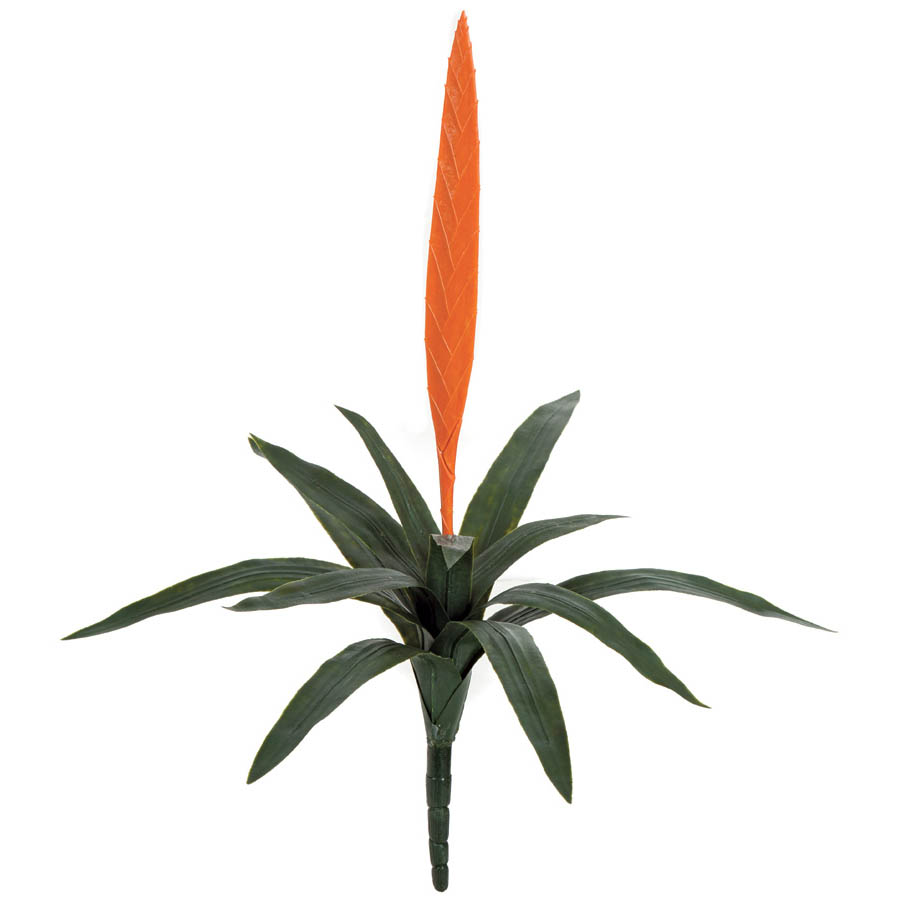 27 Inch Outdoor Orange Vriesea Splendens Bromeliad