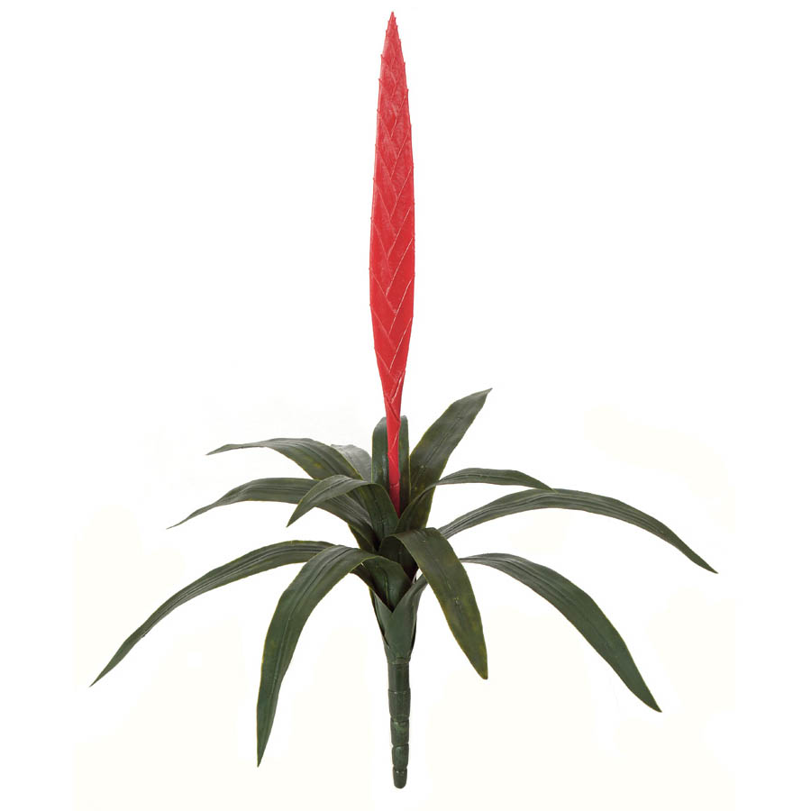 27 Inch Outdoor Red Vriesea Splendens Bromeliad