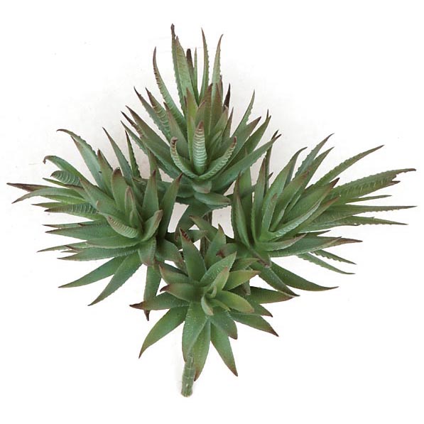 9 inch Fire Retardant Agave Albomargina | AR-135790