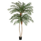 8.5 foot Double Trunk Phoenix Palm Tree: Potted