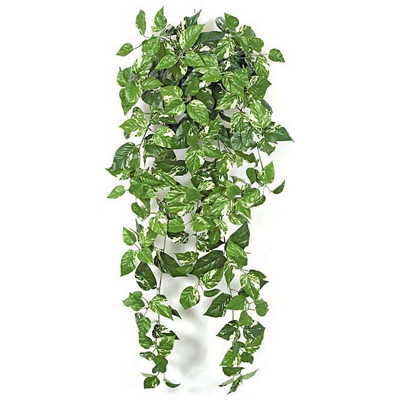 36 inch Fire Retardant Pothos Bush | PR-88000