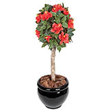 3.5 foot Red Outdoor Hibiscus Ball Topiary: Potted