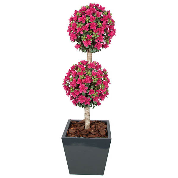 5 Foot Beauty Outdoor Azalea Double Ball Topiary: Potted