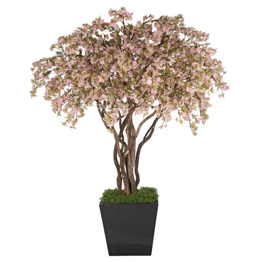 8 Foot Cherry Blossom Tree: Potted