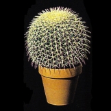 47 Cm High Artificial Home Decor Real Touch Cactus - China Cacti and Cactus  price