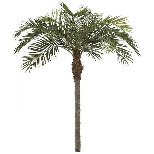 11 Foot Coconut Palm: Synthetic Trunk