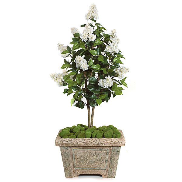 4 Foot Cream Lilac Tree: Potted