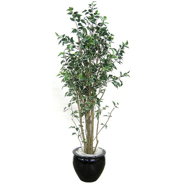 6 Foot Deluxe Variegated Hawaiian Ficus: Potted