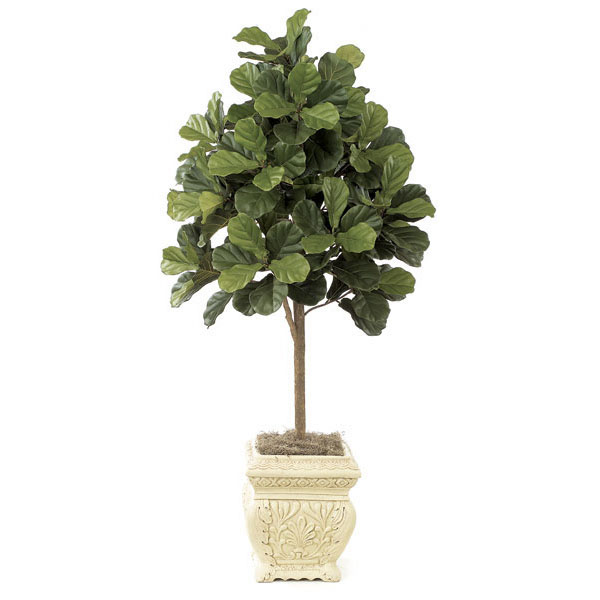 5 foot Fiddle Leaf Fig Tree: Potted  W-2320