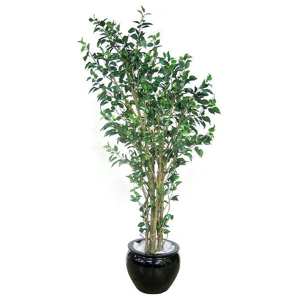 6.5 Foot Deluxe Ficus: Potted