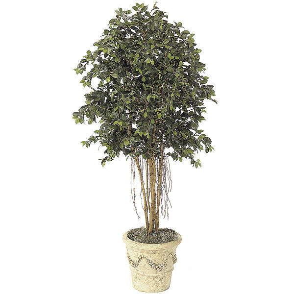 6.5 Foot Ficus Tree With Roots: Potted
