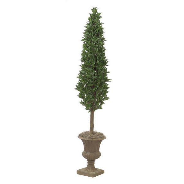 7 foot Laurel Cone Topiary: Potted | W-2455