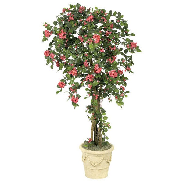 6 Foot Bougainvillea Tree: Potted