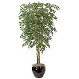 7 foot Silver Birch Tree: Potted