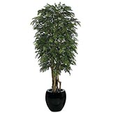 8 foot Orange Jasmine Tree: Potted