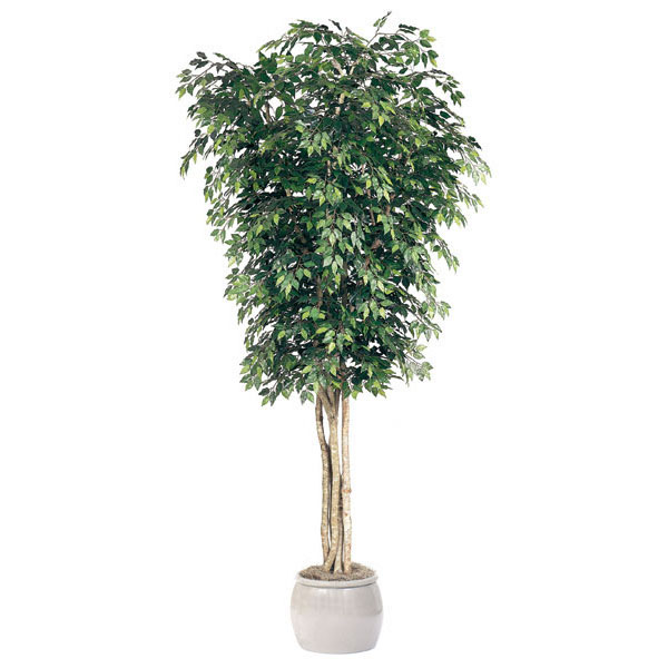 10 Foot Artificial Ficus Tree: Potted
