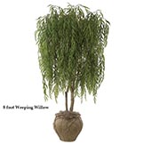 8 foot Weeping Willow: Potted