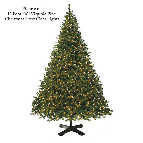 Full Virginia Pine Christmas Tree | AGF3019