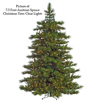 Austrian Spruce Trees | Divaloo