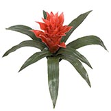 14 inch Outdoor Artificial Red Bromeliad: Unpotted