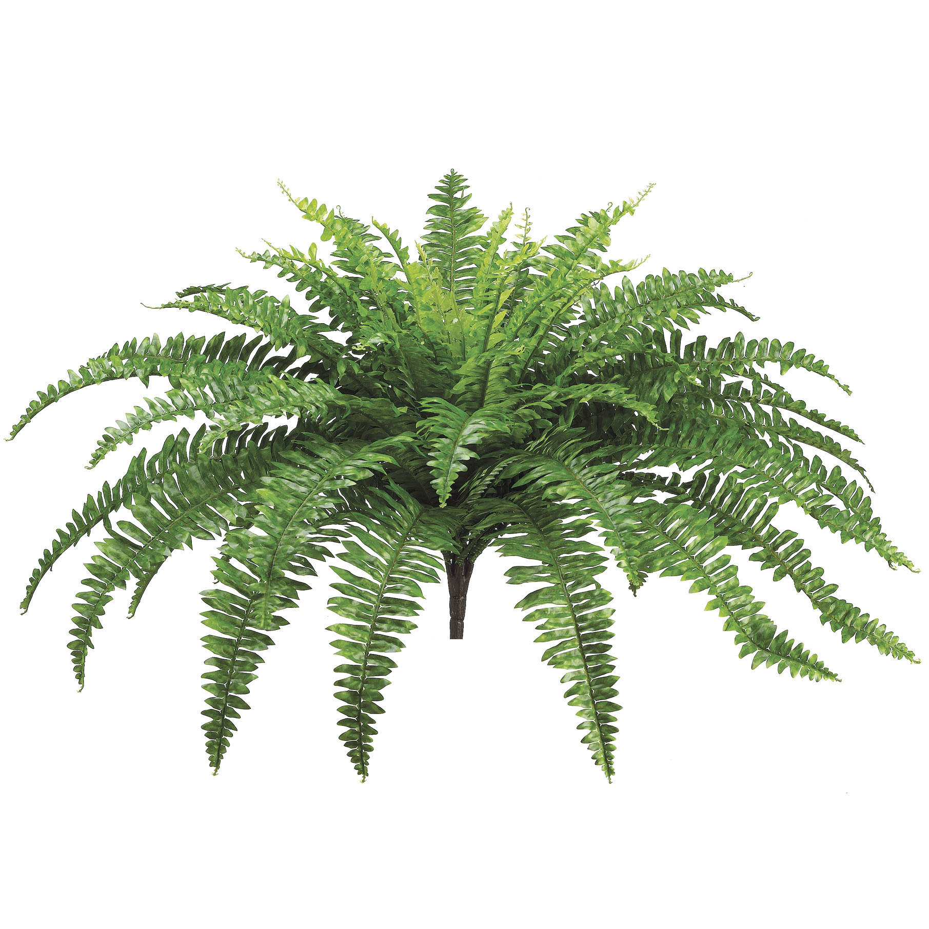 Albums 97+ Pictures Types Of Outdoor Ferns With Pictures Full HD, 2k, 4k
