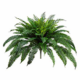 32 inch Silk Boston Fern: Unpotted (Pack of 2)