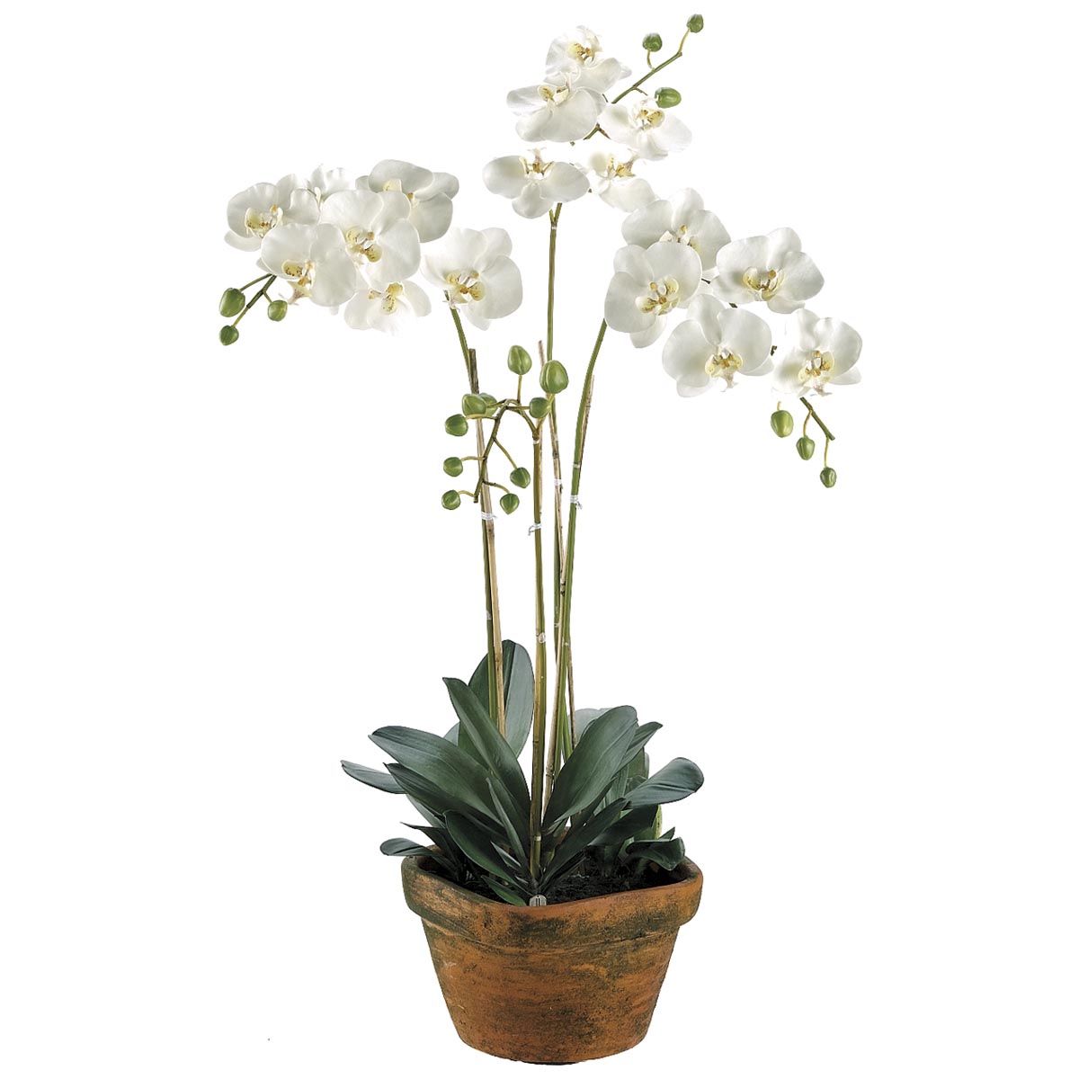 36 Inch Phalaenopsis Orchid In Terra Cotta Container