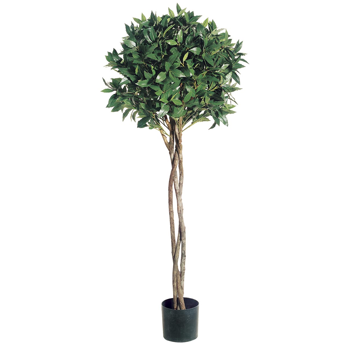 4 Foot Bay Leaf Topiary With Braided Trunk: Limited Uv (set Of 2)