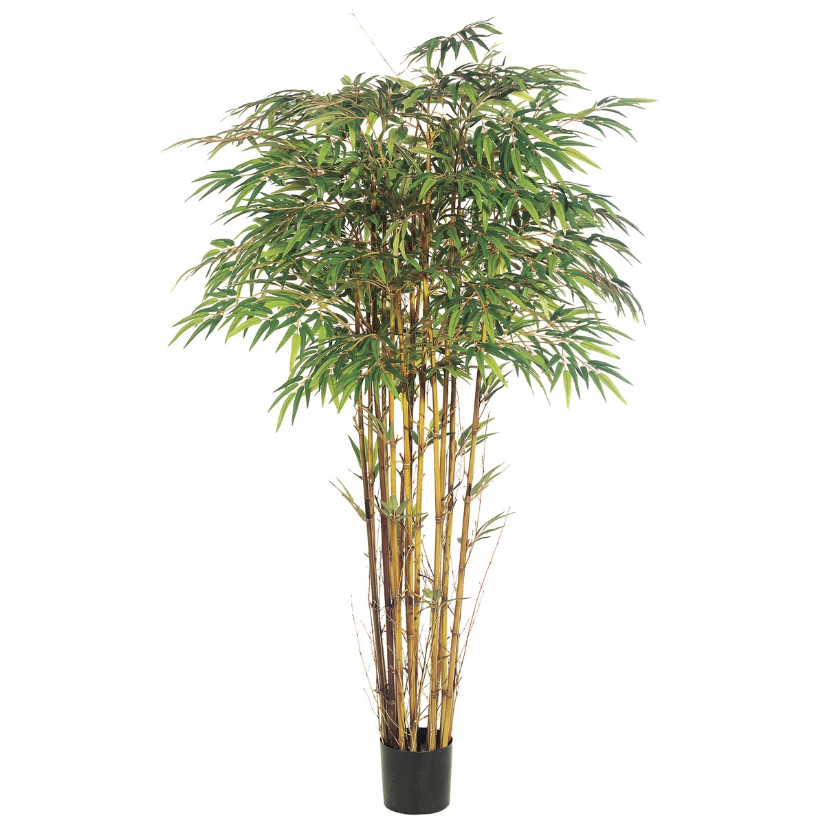 6 foot Natural Trunk Bamboo Tree: Potted | LPB156-GR/TT