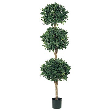 6 foot Triple Ball Sweet Bay Topiary: Potted | LPB316- | Allstate Floral