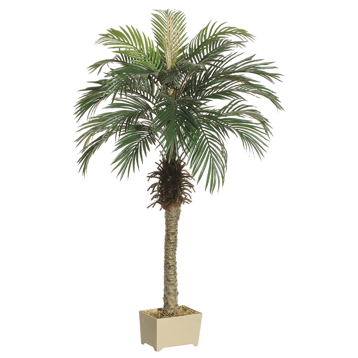 4.5 Foot Phoenix Palm Tree In Decorative Pot