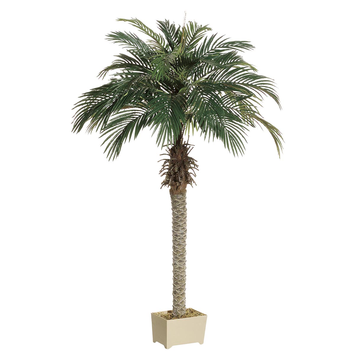 5.5 Foot Phoenix Palm Tree In Decorative Pot