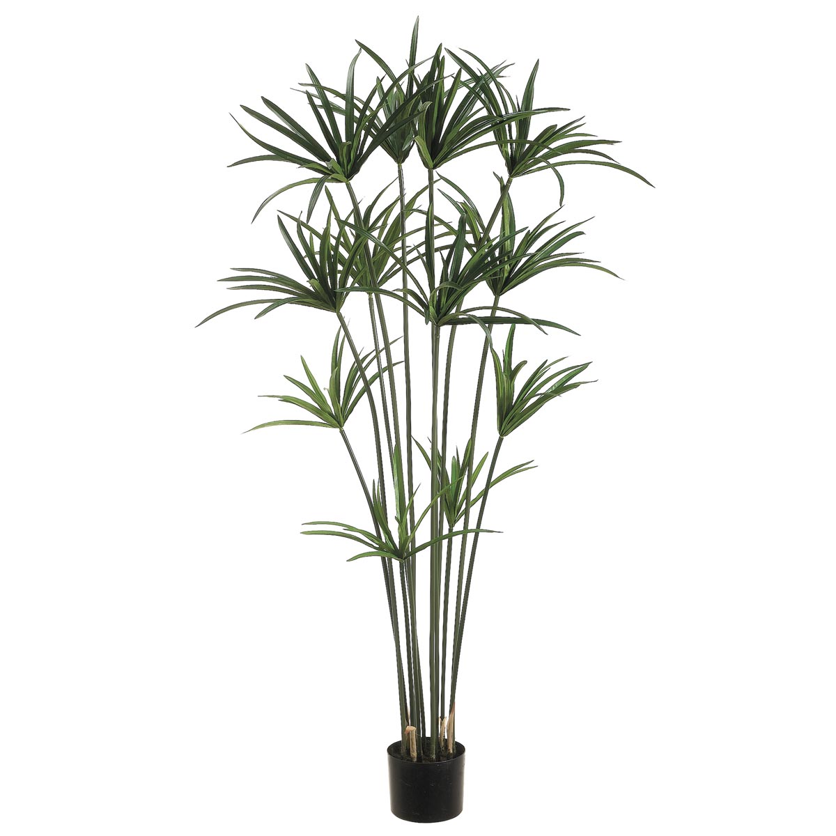 5 Foot Papyrus Plant: Potted