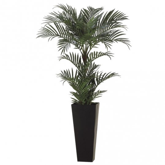 6 foot Areca Palm Tree in Tall Black Container