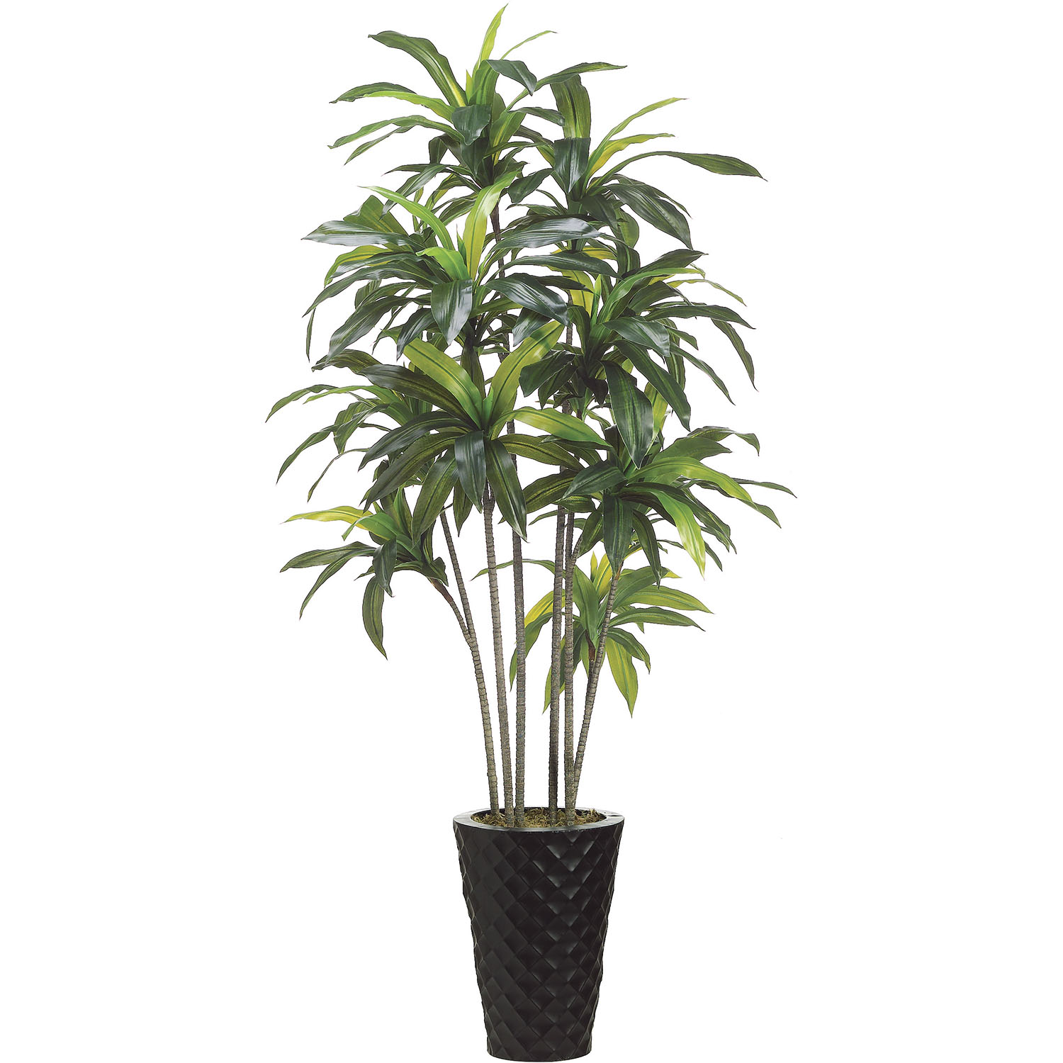 6 Foot Exotic Artificial Dracaena Tree In Metal Container