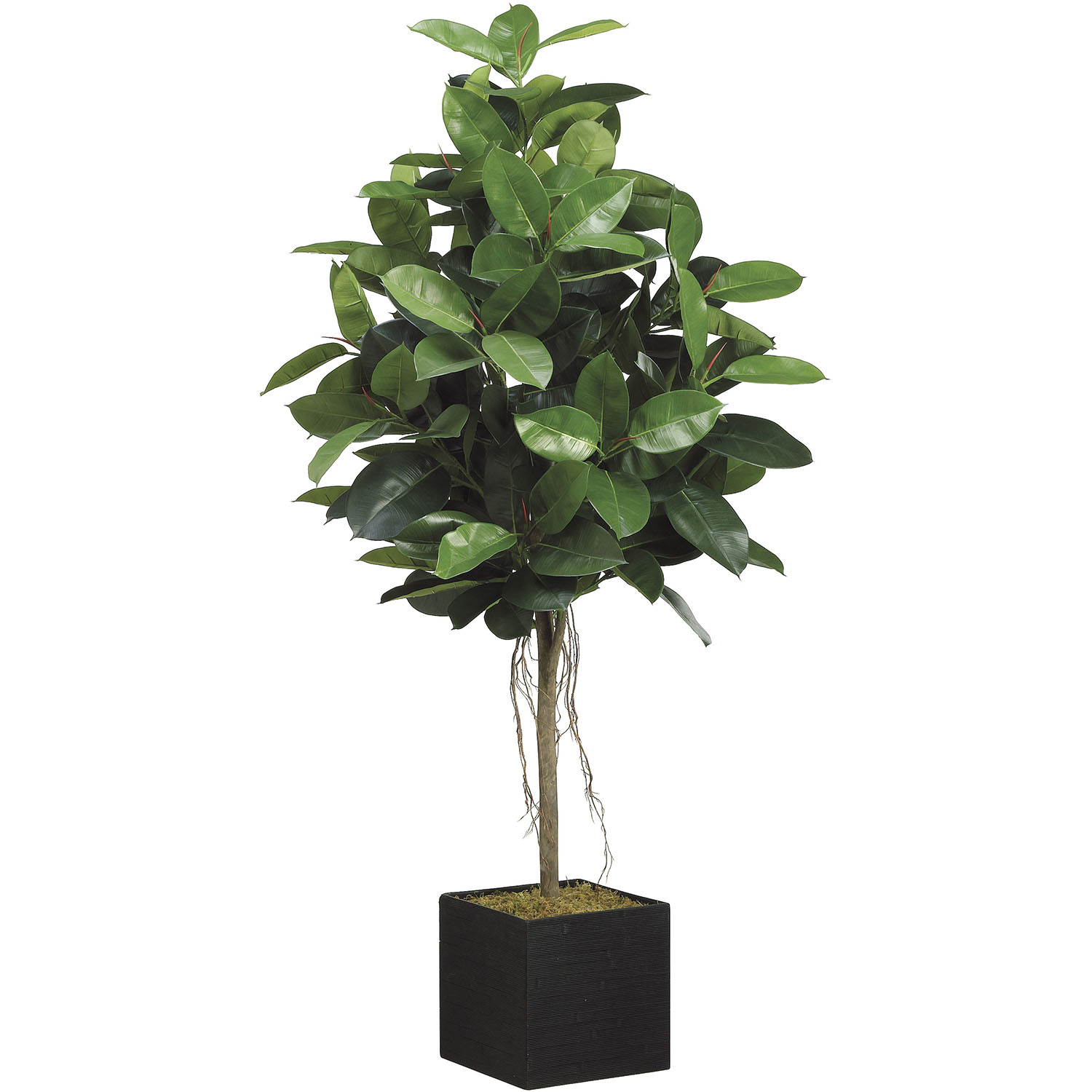 6.5 Foot Artificial Rubber Tree In Bamboo Container