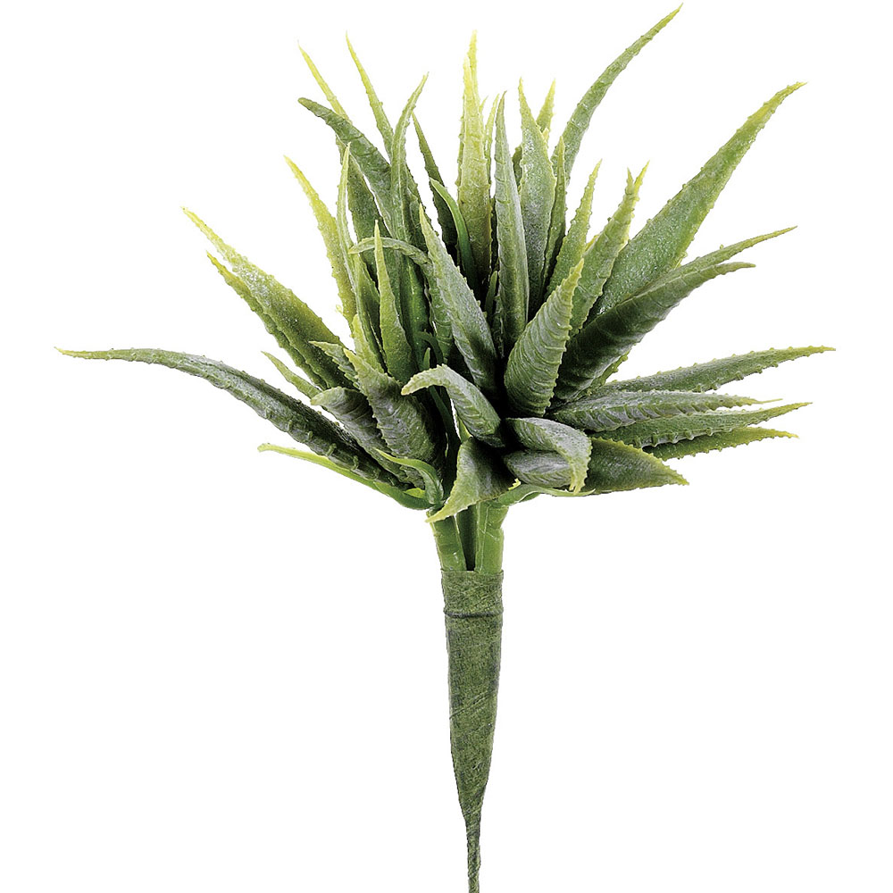 8 inch Mini Aloe Plant: Unpotted – Retailrium | Online Shopping Offers