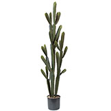 5.5 foot Artificial Finger Cactus: Potted (Set of 2)