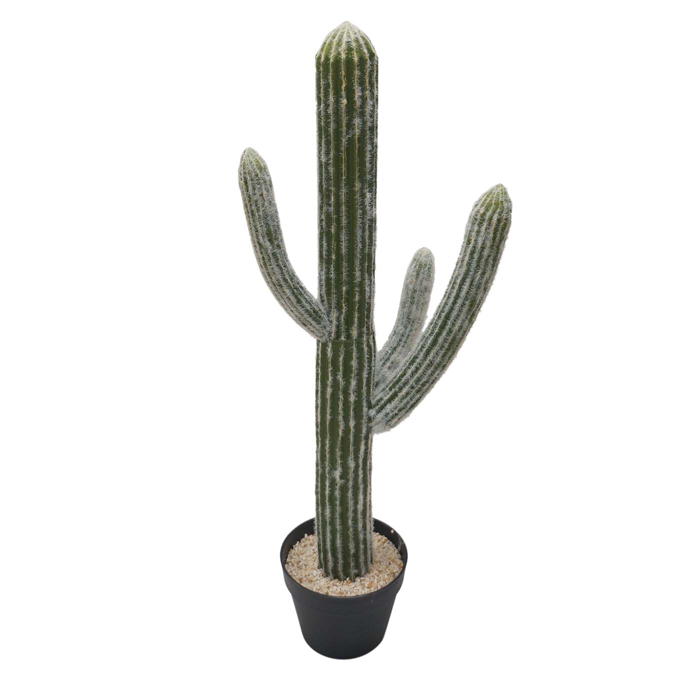 32 Inch Cereus Cactus: Potted