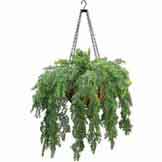 Outdoor Artificial Asparagus Fern in Decorative Hanging Basket with Chain