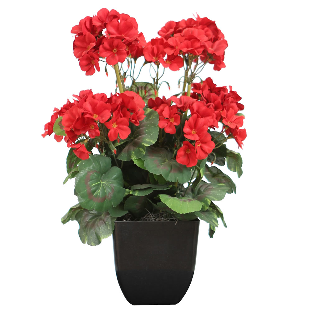 15 inch Red Geranium Bush in Square Black Planter | F12177