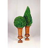 Preserved Mantle Top Juniper Cone Topiary