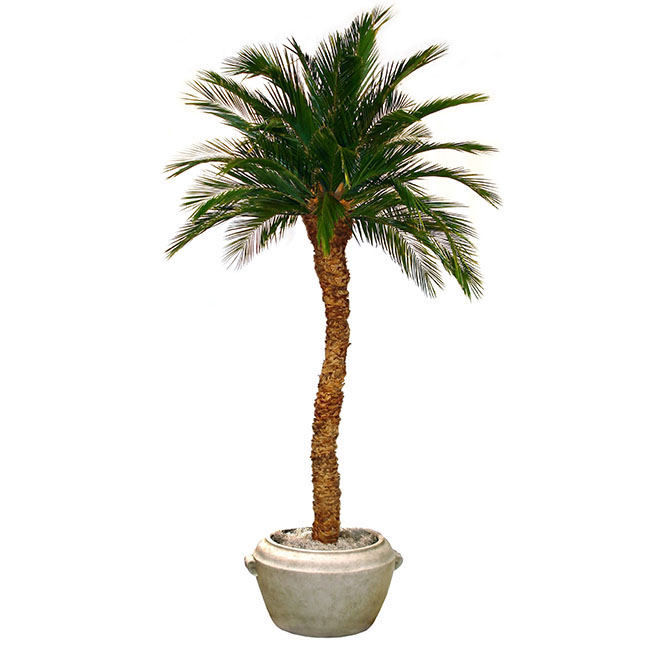 Preserved Single Trunk Aloe Palm Tree